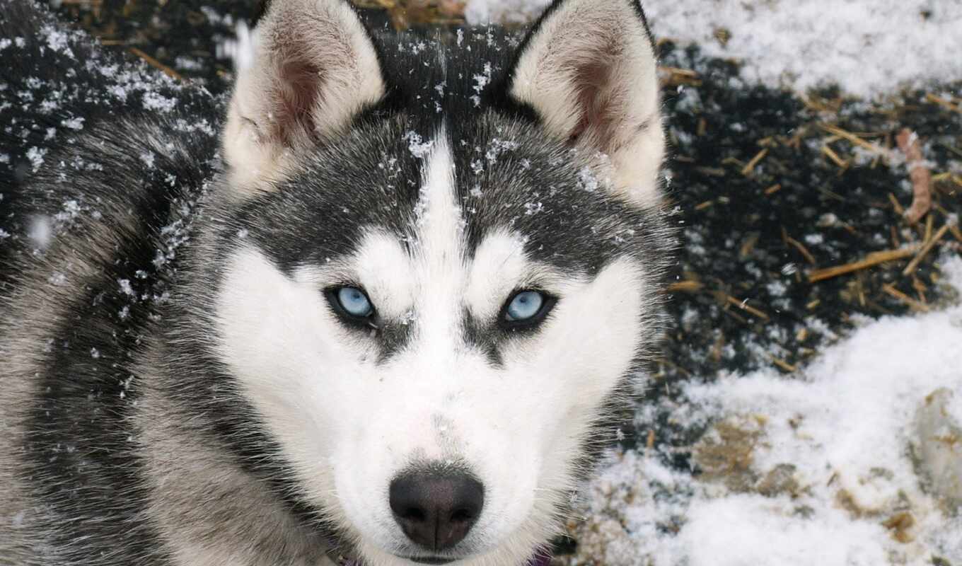 снег, собака, хаски, animal, siberian, след