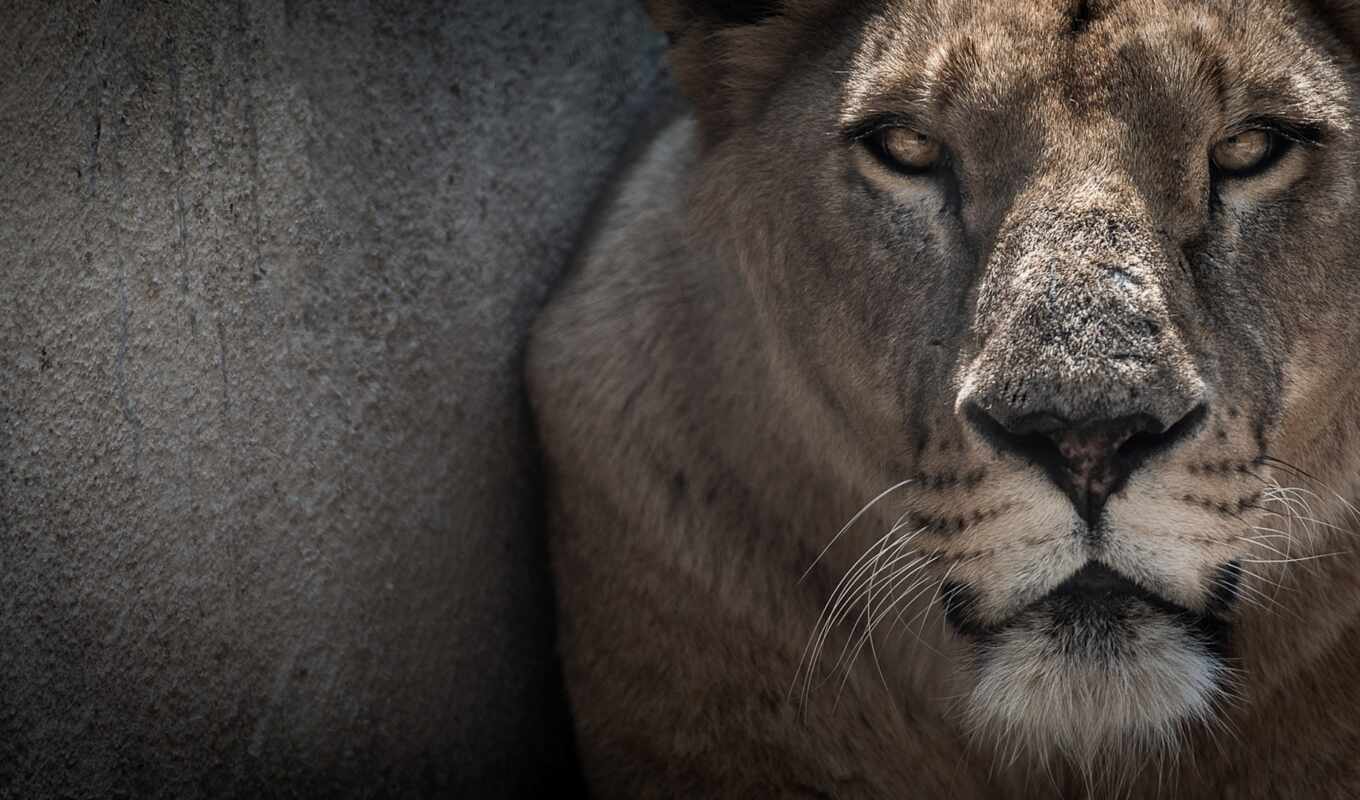 wall, lion, left, muzzle