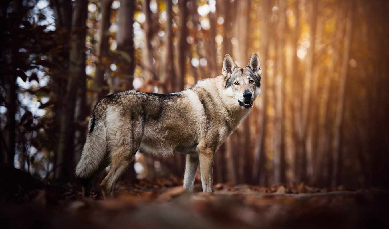 background, cute, dog, mi, wolf, notebook, nature, laptop, tree, fore, xiaomus