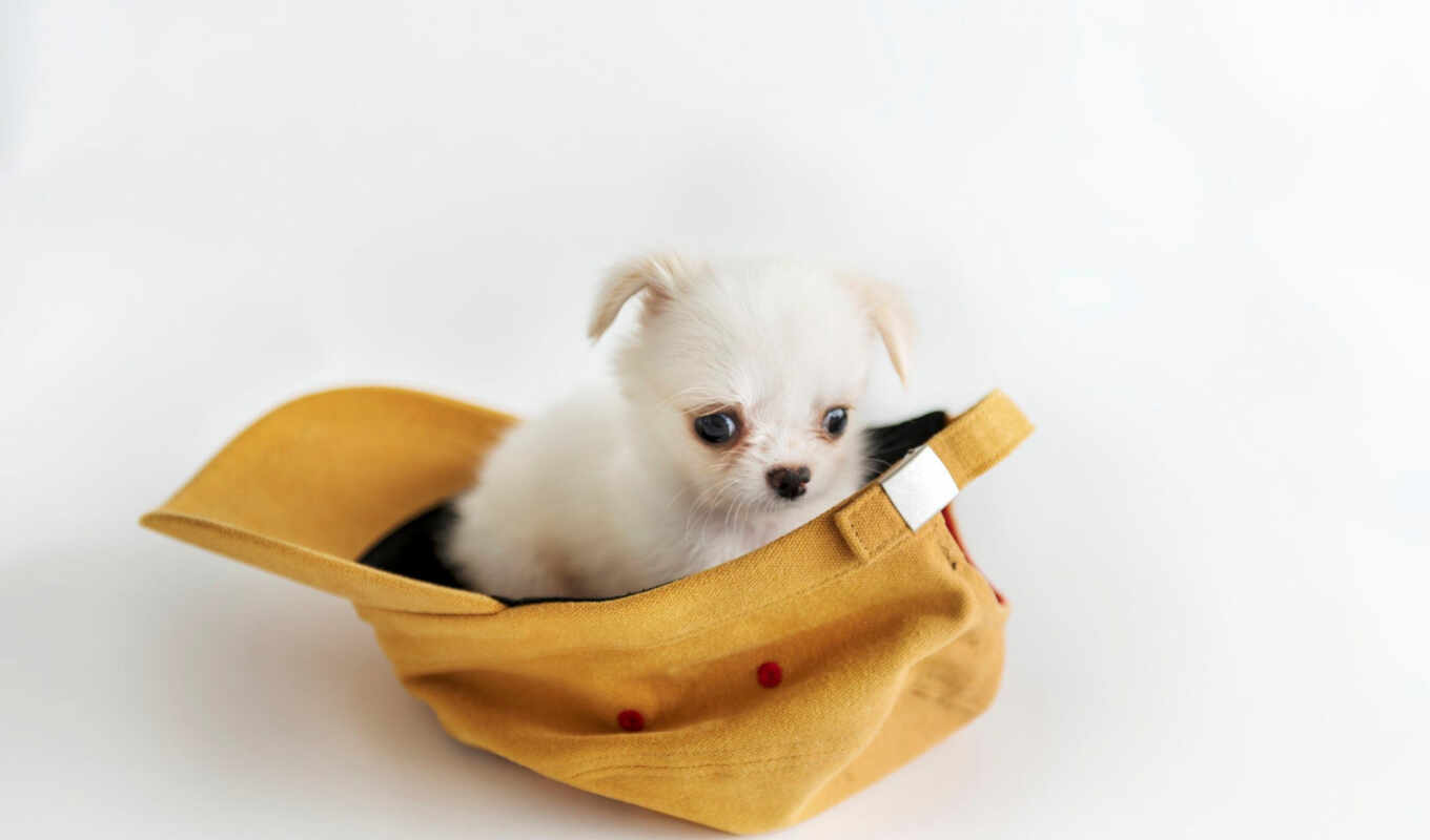 white, bed, cute, dog, little, puppy, concept, small, take off, miniature, chihuahua