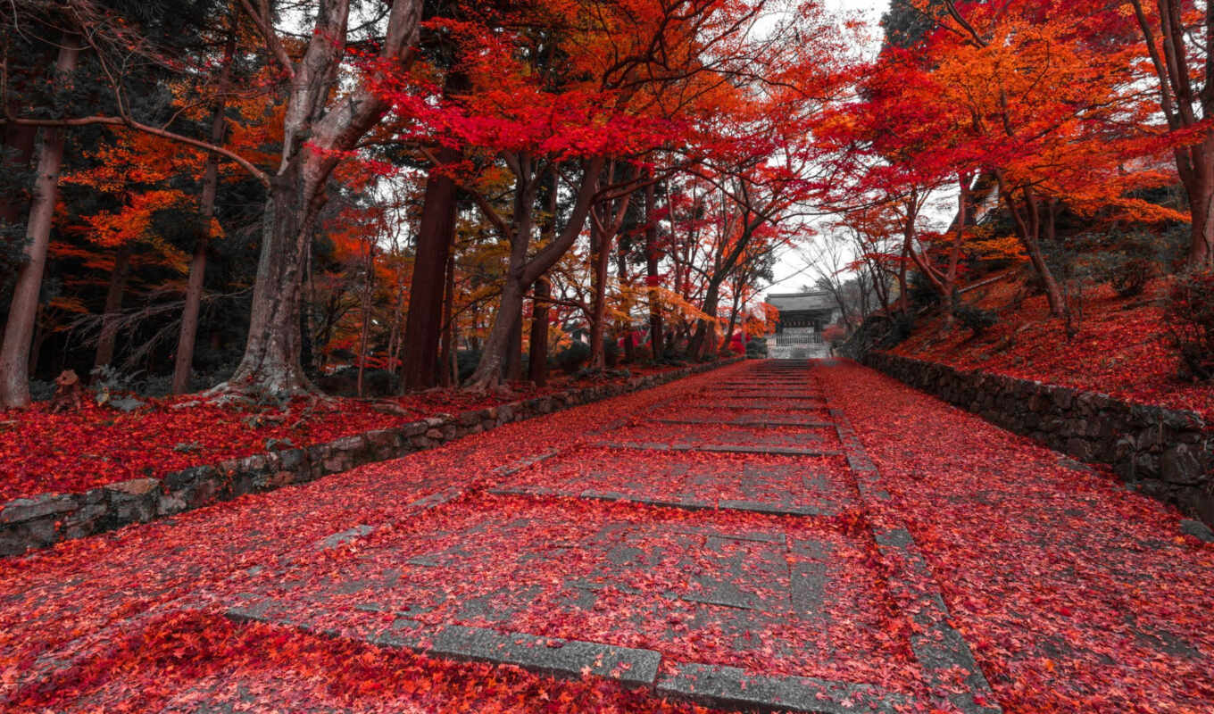 japanese, осень, park, аллеи, kyoto, волшебные, прогулку, тропы, приглашающие, магические