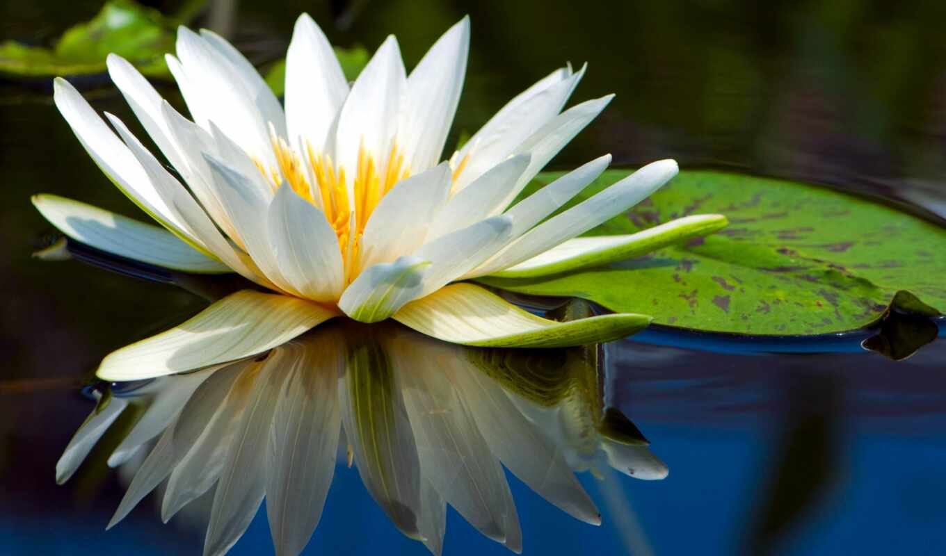 цветы, white, лист, water, lotus