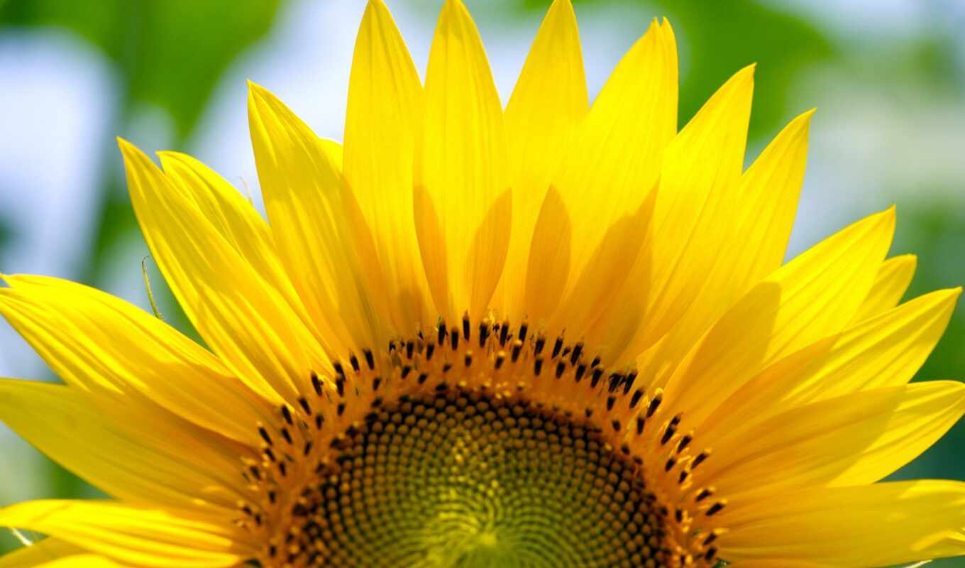sunflower, sunflowers