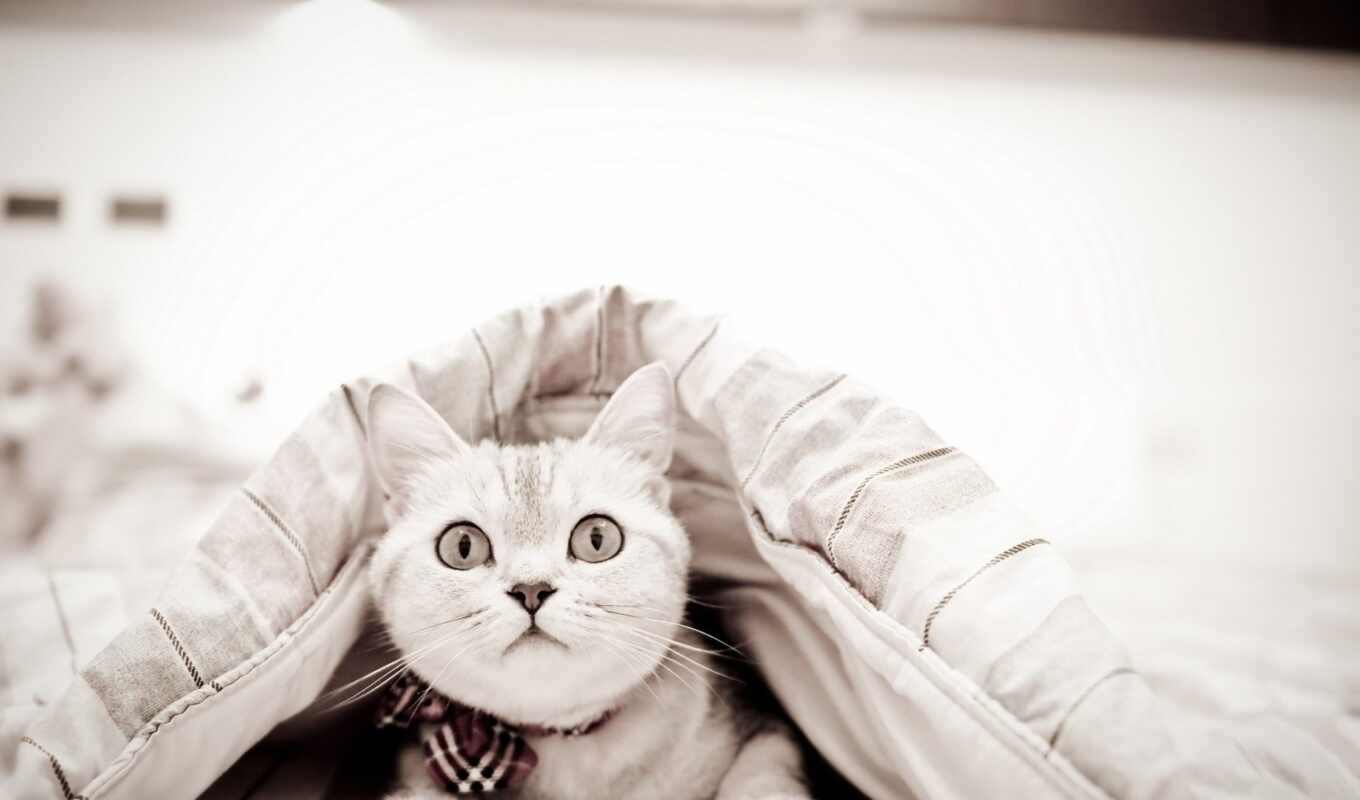 одеяло, кот, под