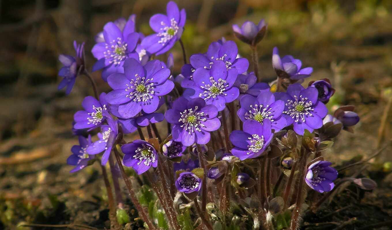 природа, цветы, фиолетовый, весна