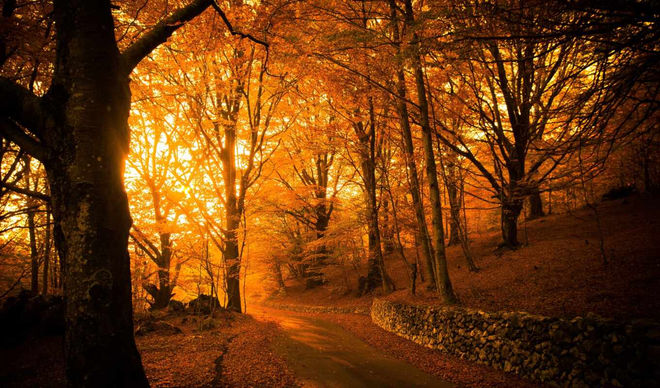 forest, aesthetics, autumn, abrakadabra