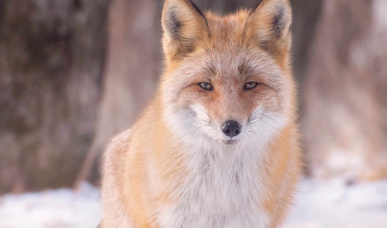 fox, muzzle, animal, beautiful