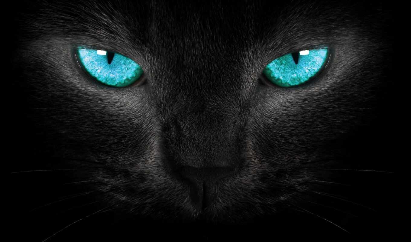 black, blue, глаз, кот