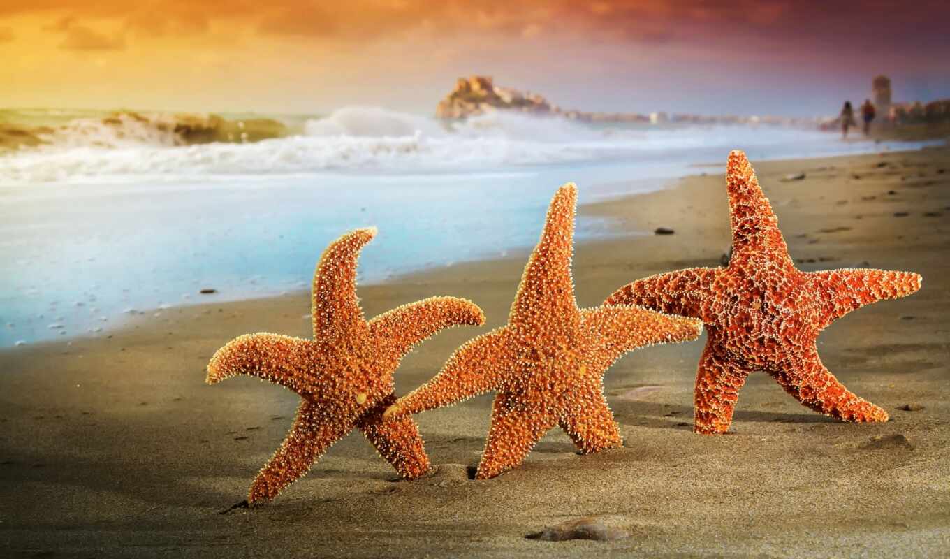 summer, пляж, море, песок, морские, трио, звезды