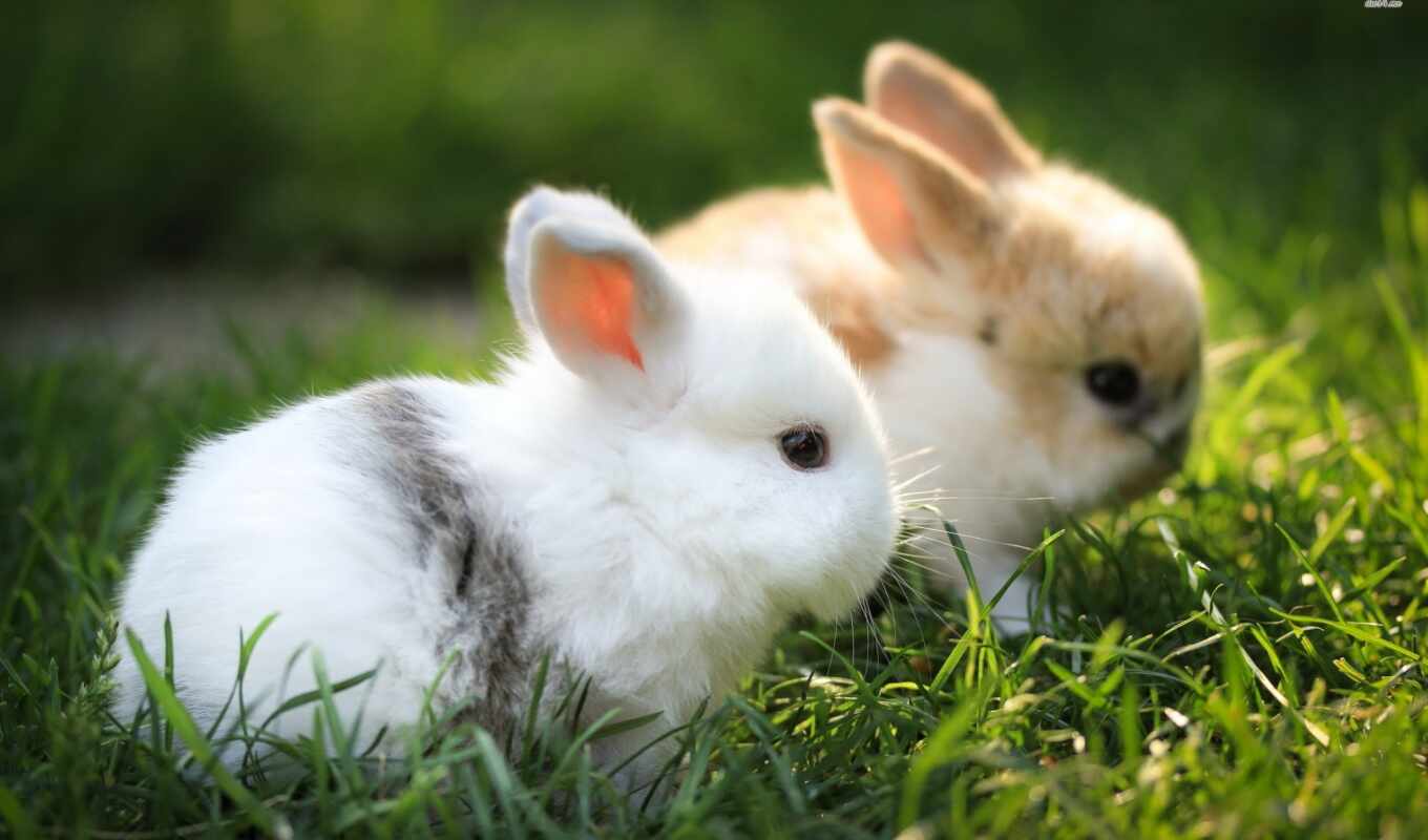 telephone, screensavers, one, lovely, fluffy, rabbits, grass, background, backgrounds, everything