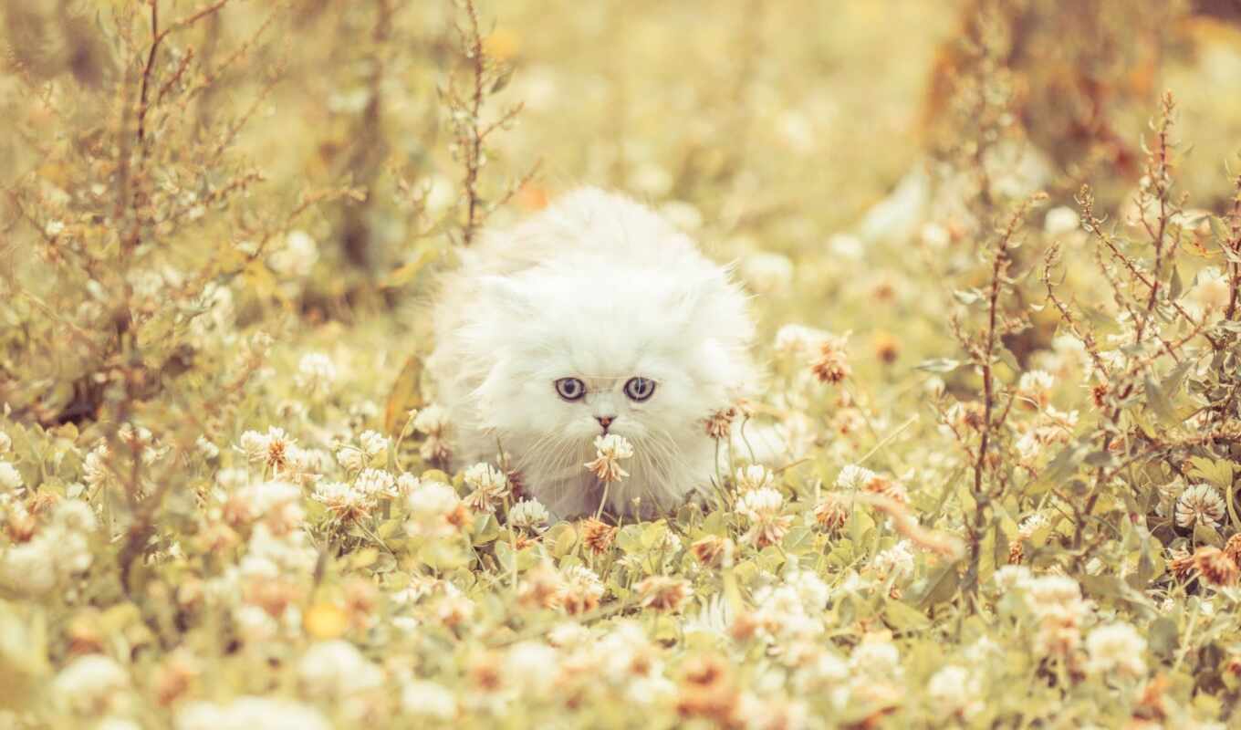white, кот, flowers, котенок, don, зубной, ростов, stankevich, artmed