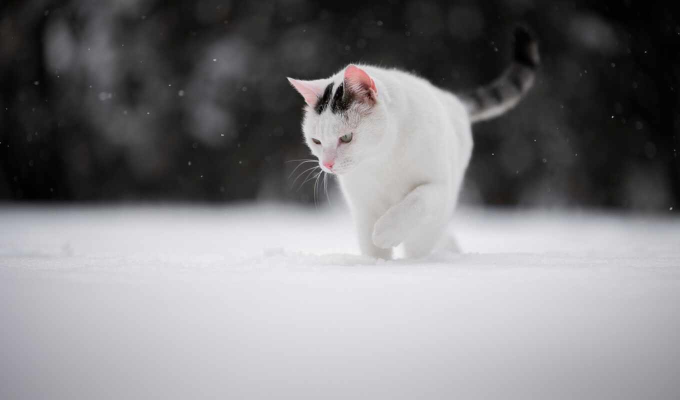 снег, winter, кот, kot, zima, снег, кошка, загрузить, узкий, хорошії, зевок