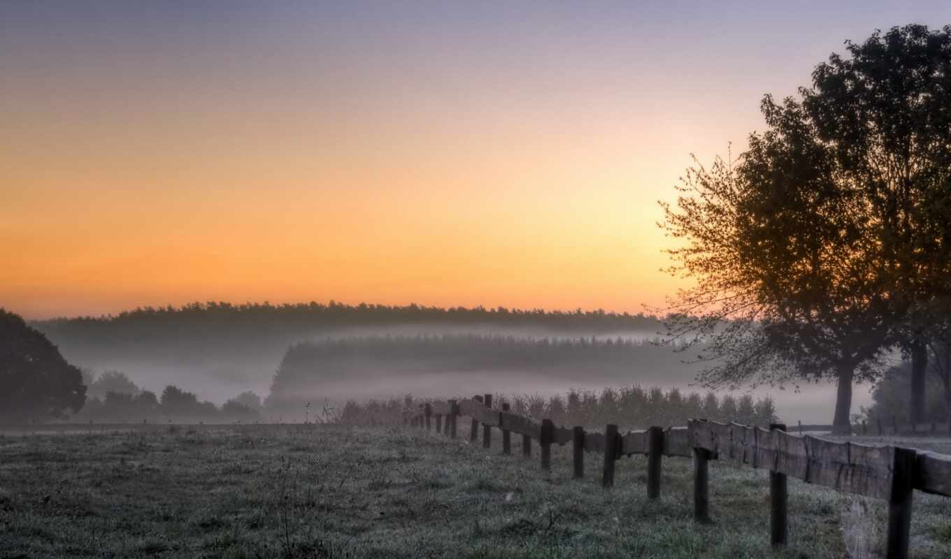 дерево, поле, landscape, утро, восход, туман