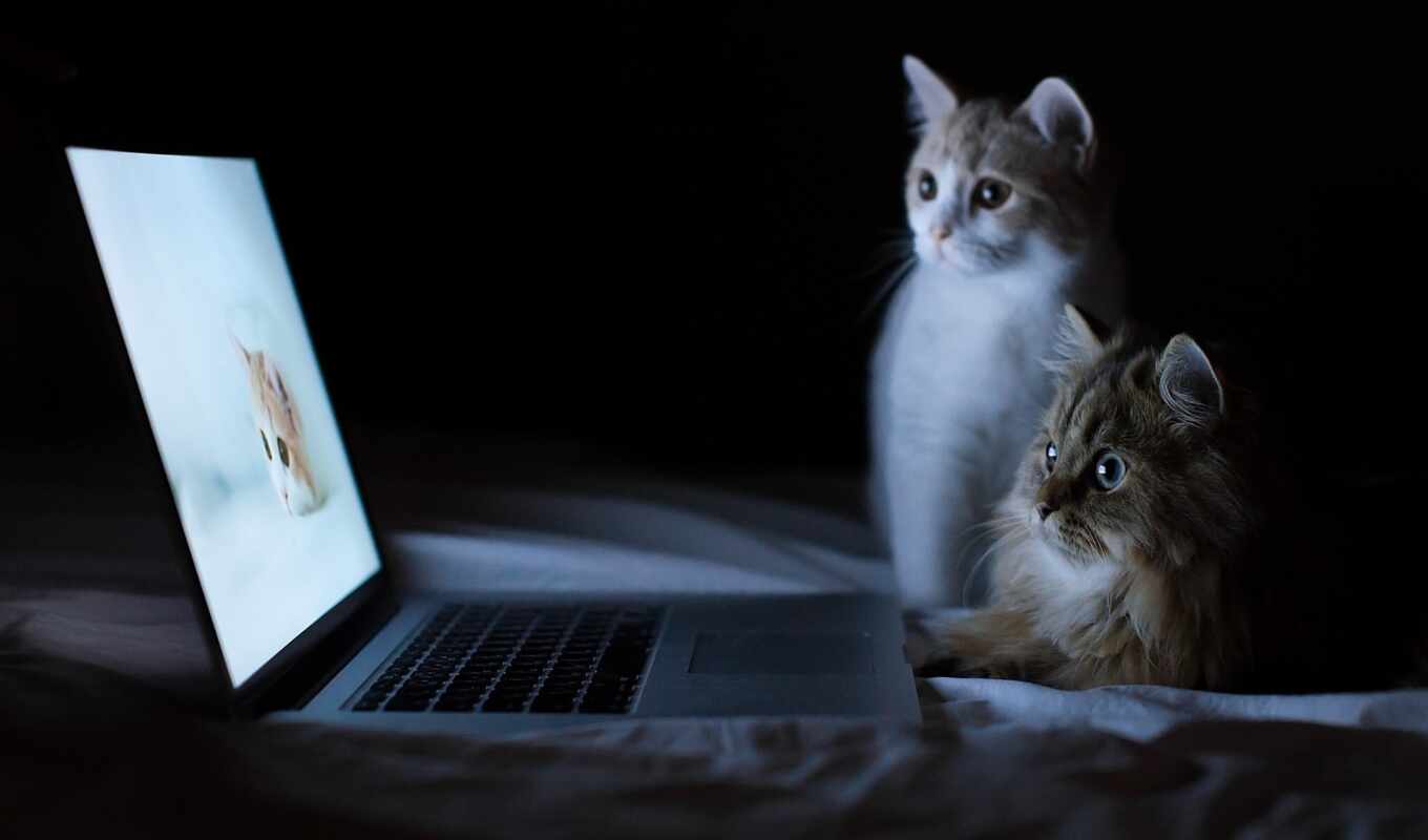 монитор, ноутбук, кот, котенок, тюлень, красивый, интернет