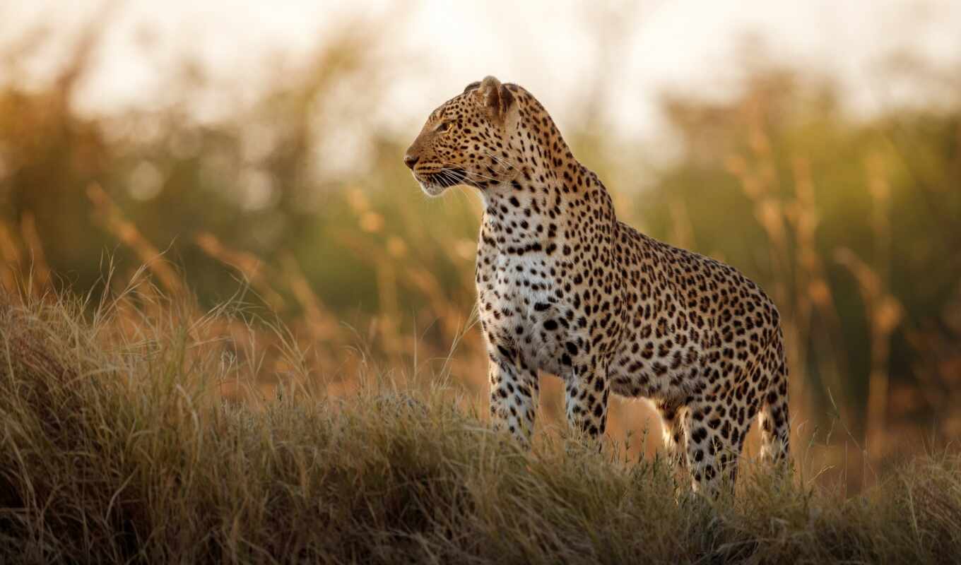 photo, lion, animals, leopard, animal, Africa, south, travel, african, safari