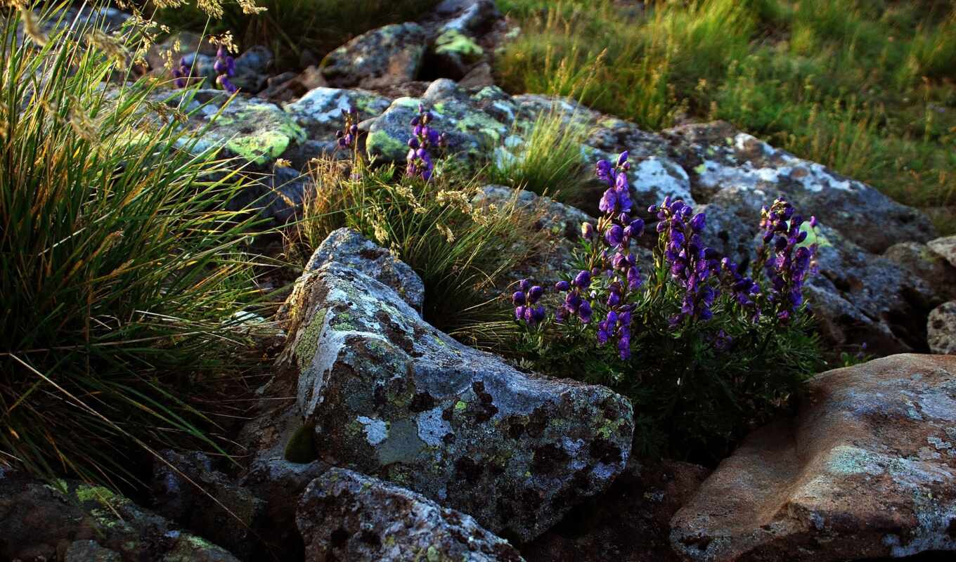 цветы, камень, purple, трава, rock, сиреневый, life, lila, coolwallpaper