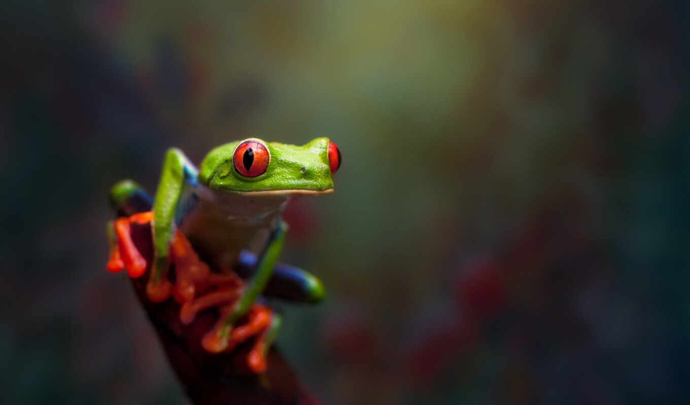 eye, red, tree, green, frog, animal, amphibia