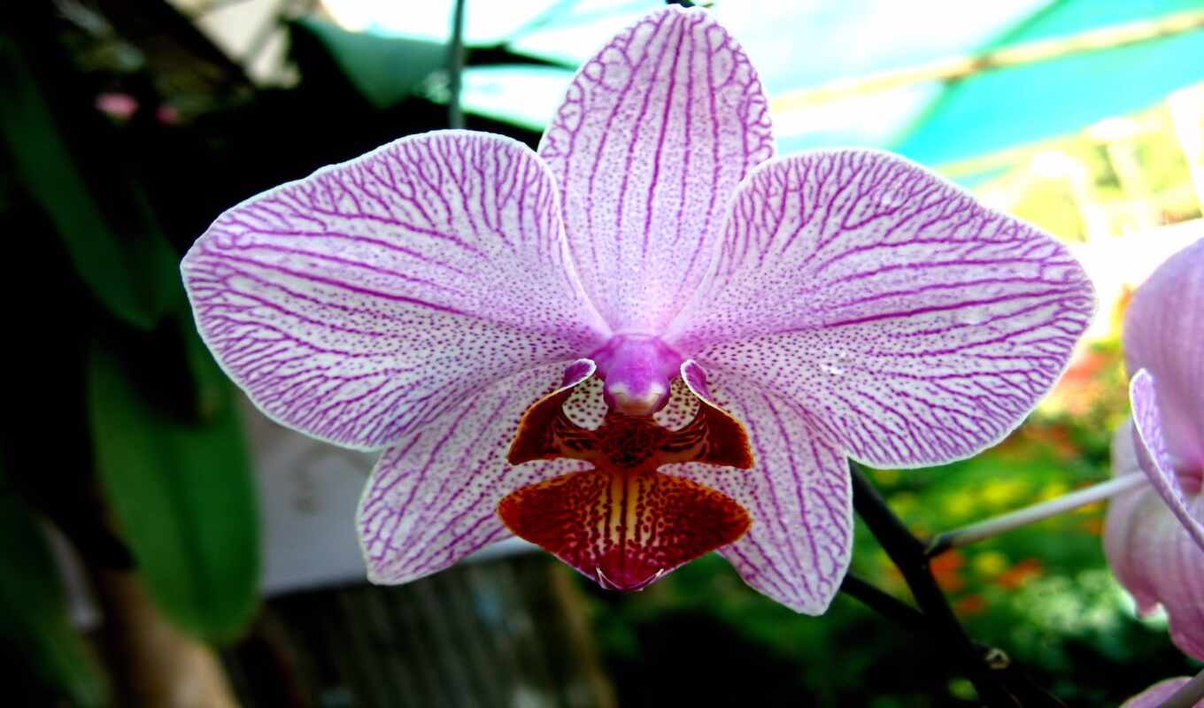 striped, orchid, phalaenopsis, brother