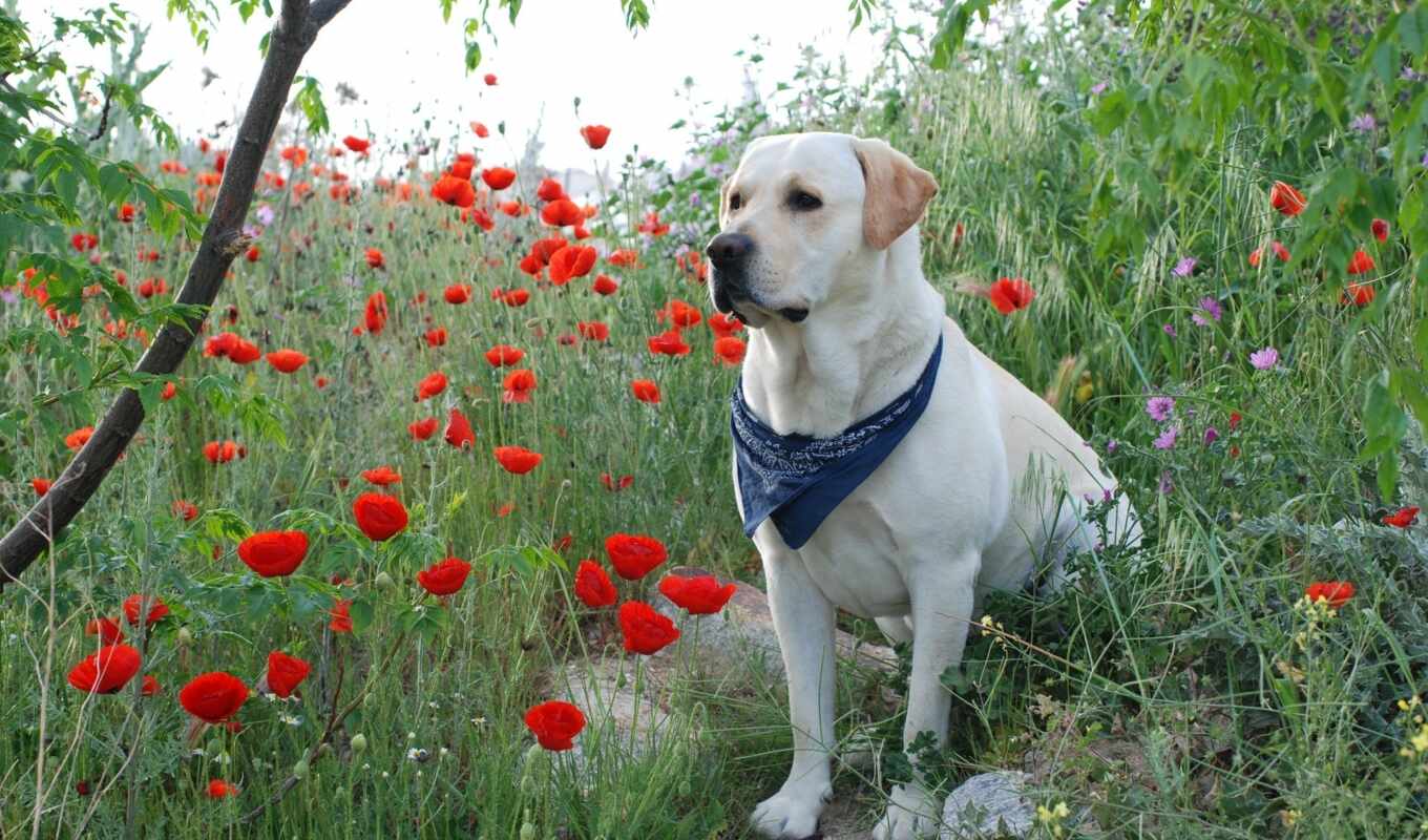 dogs, Labrador, poppies