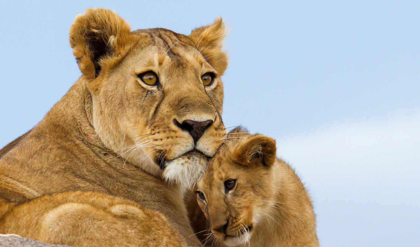 cats, lions, lioness, motherhood, lionoke