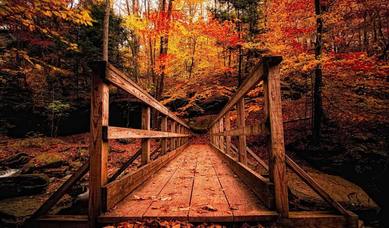 природа, страница, мост, осень, wooden, аллея, along, листьями, осенними