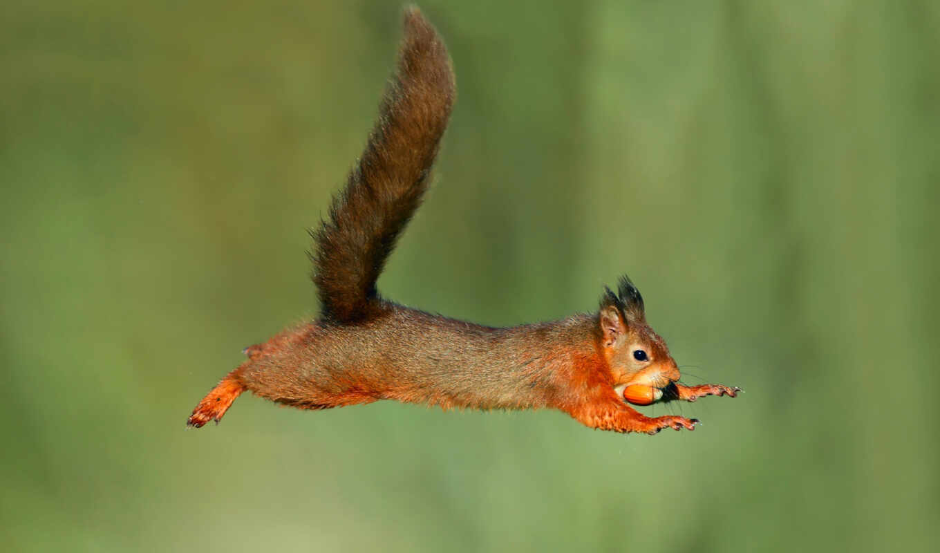 flight, jump, squirrels, acorn, wet, zhivotnye