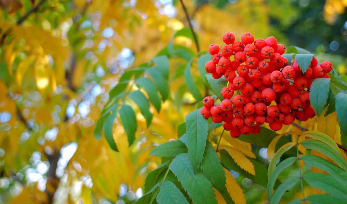 дерево, осень, листва, желтые, ягода, рябина
