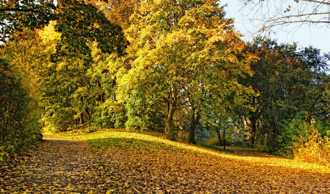 пейзажи -, дорога, den, осень, листва, желтые, информация, trees, осколками, золотую, изогнутых