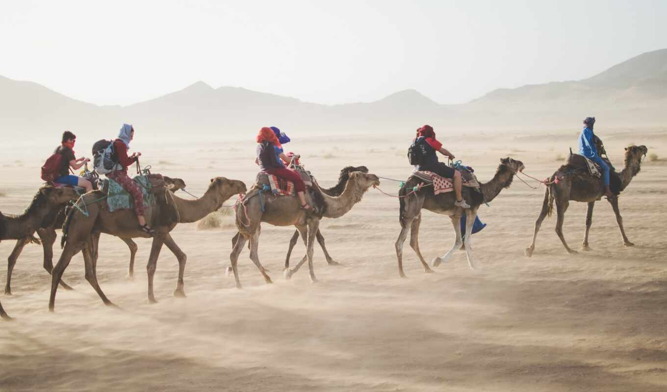 human, силуэт, tourist, клиент, journey, arabia, camel, myself, attract