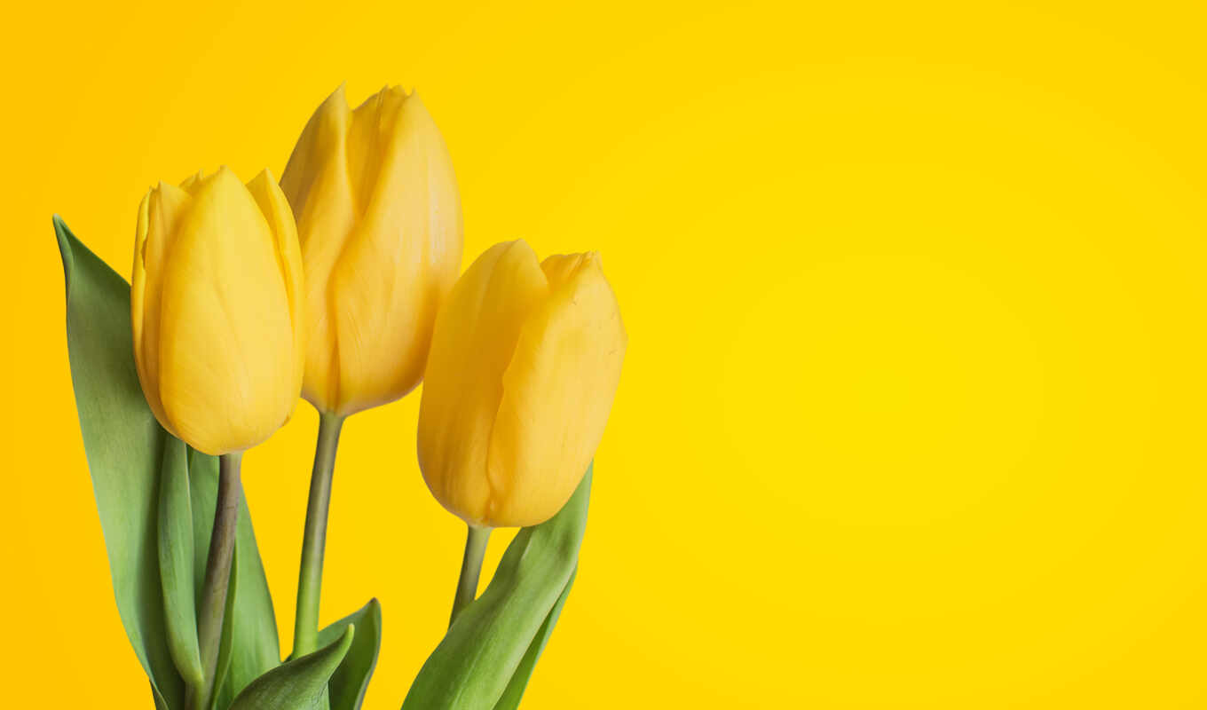 flowers, yellow, tulip