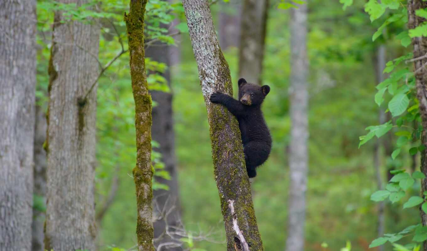 black, фон, дерево, медведь, animal, детёныш, baby, climb