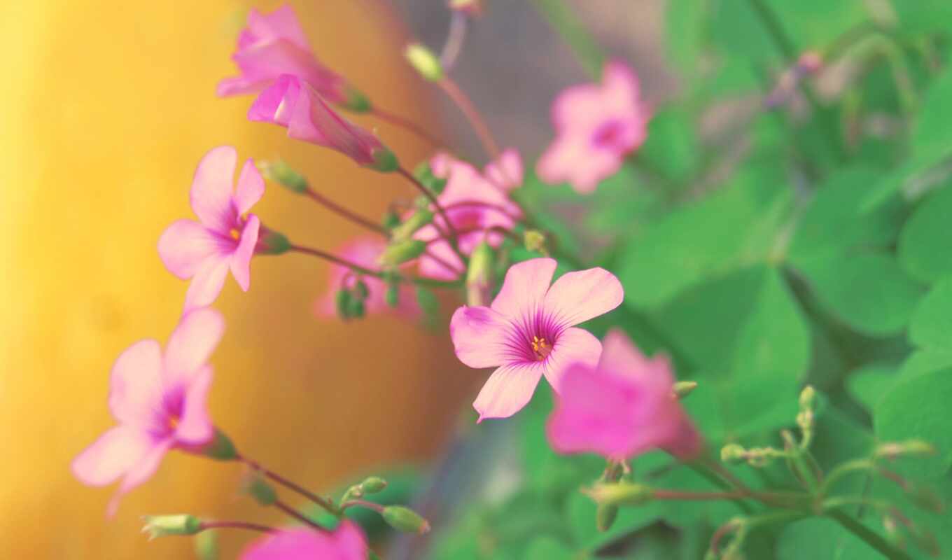 flowers, pink, plant, profile, graphy