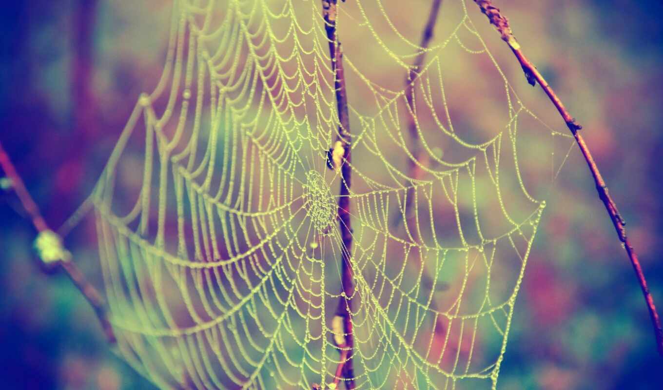 web, паук
