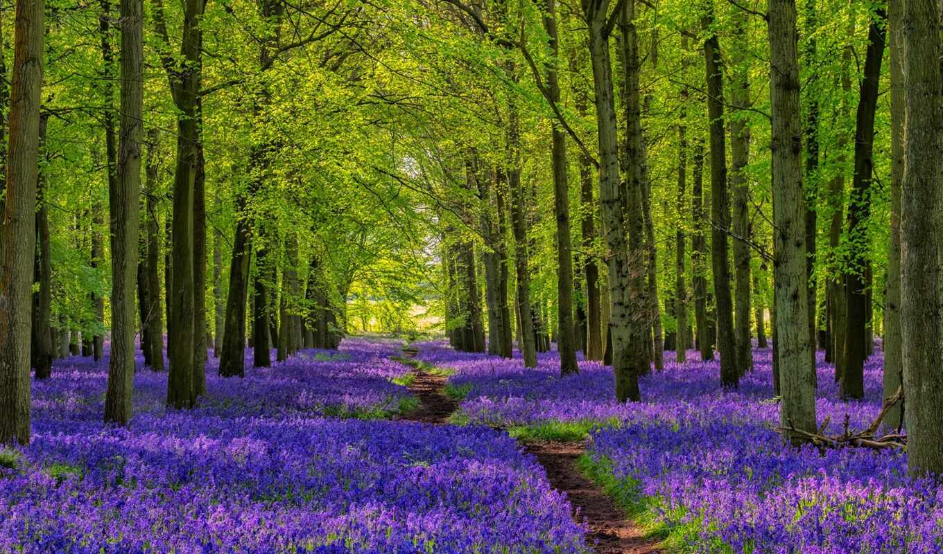 nature, art, flowers, tree, purple, spring, plant, path, bluebell, on foot, fore