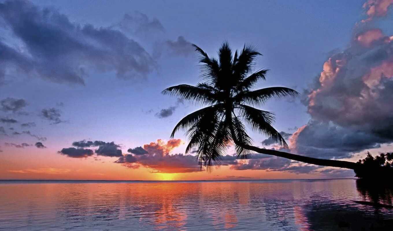 дерево, закат, пляж, слушать, плейлист, fare
