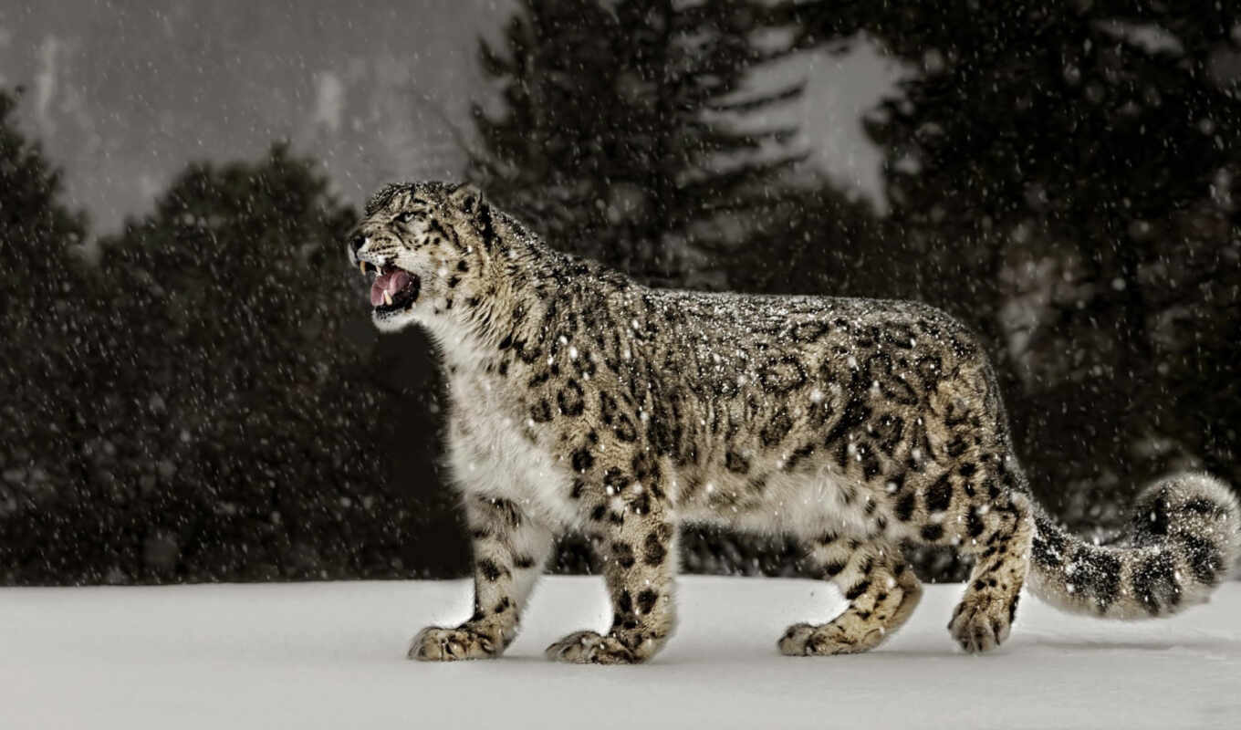 природа, снег, леопард, animal