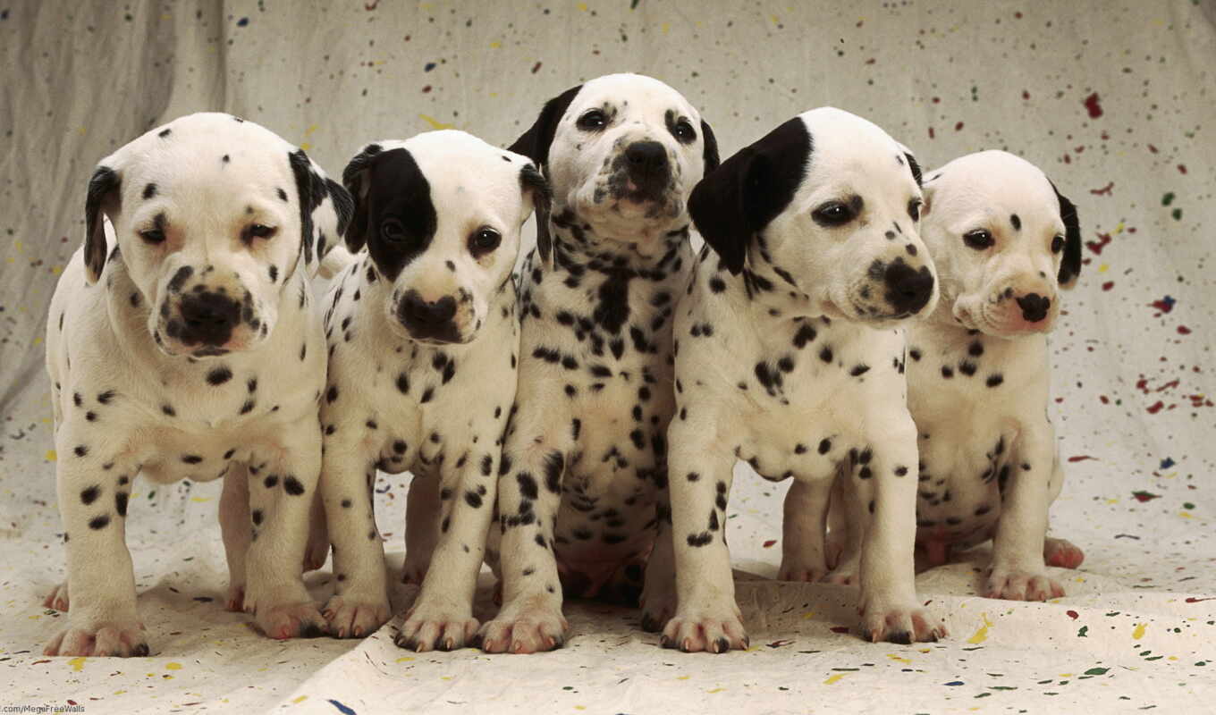 cute, собака, щенок, медведь, animal, record, pet, dalmatian, +, балларат