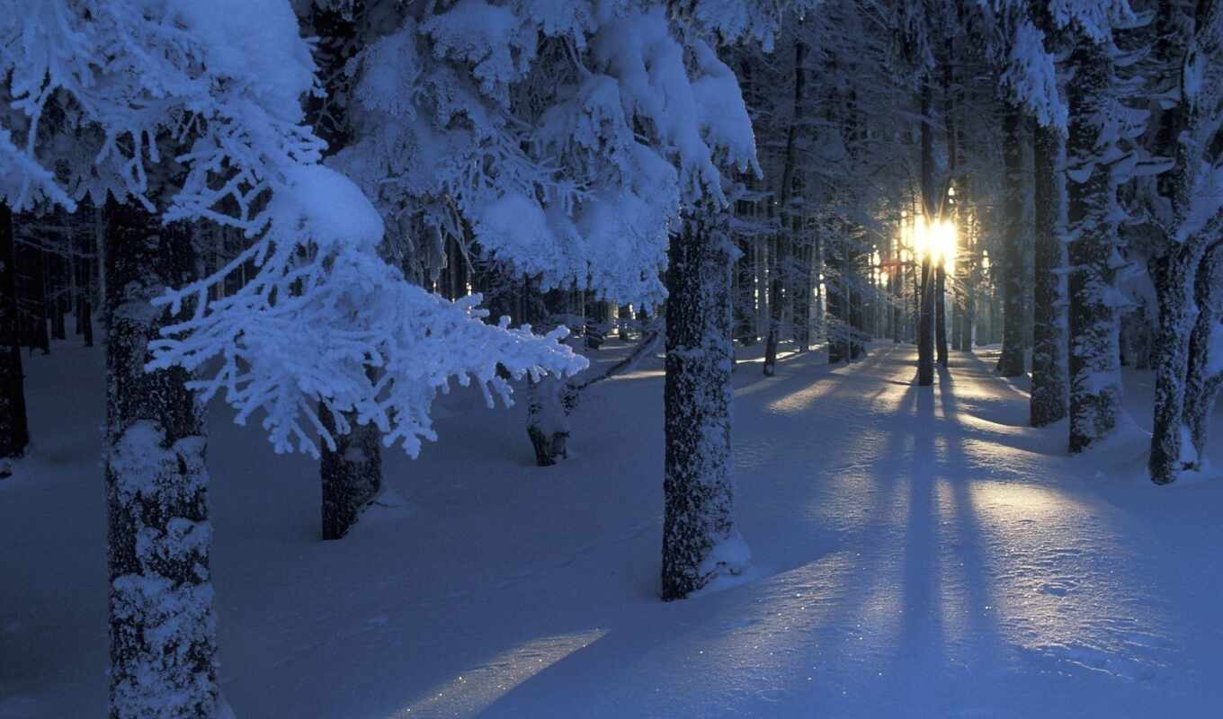 природа, sun, свет, снег, winter, лес, разделе, trees, красиво, горы