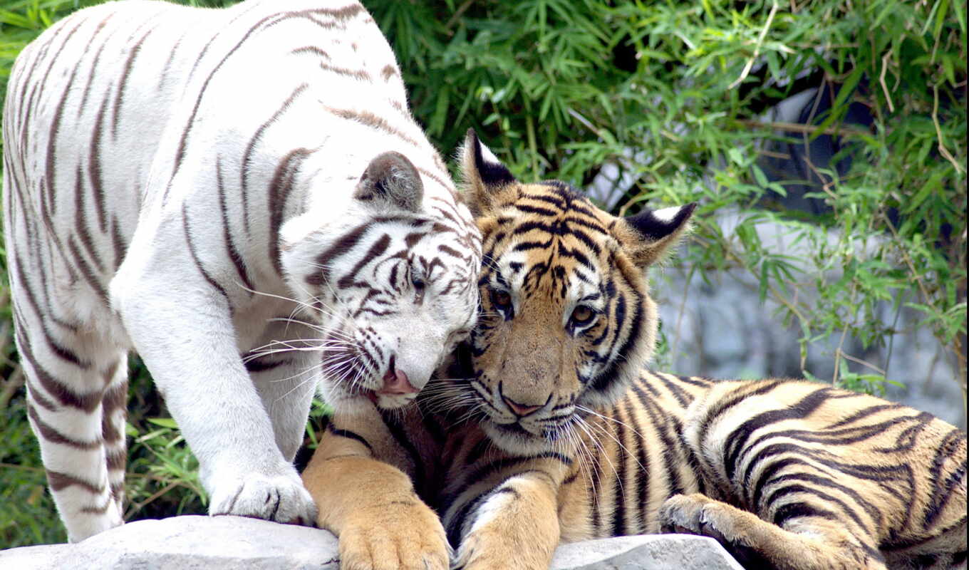 white, tiger, tigers, cats, pair