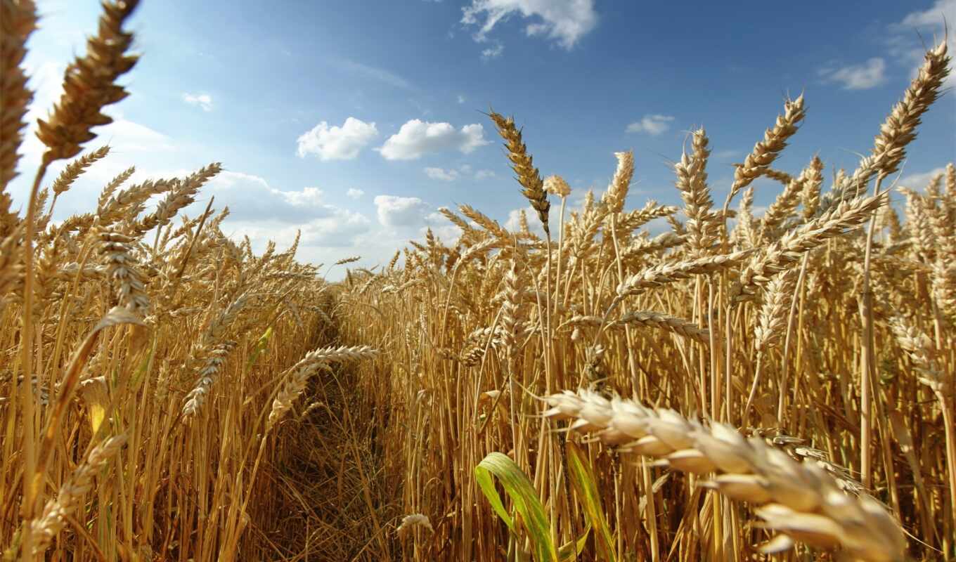 году, пшеницы, одежды, производственный, пшеница, aic, пойдет, китайской, казахстанская, atameken, высокую