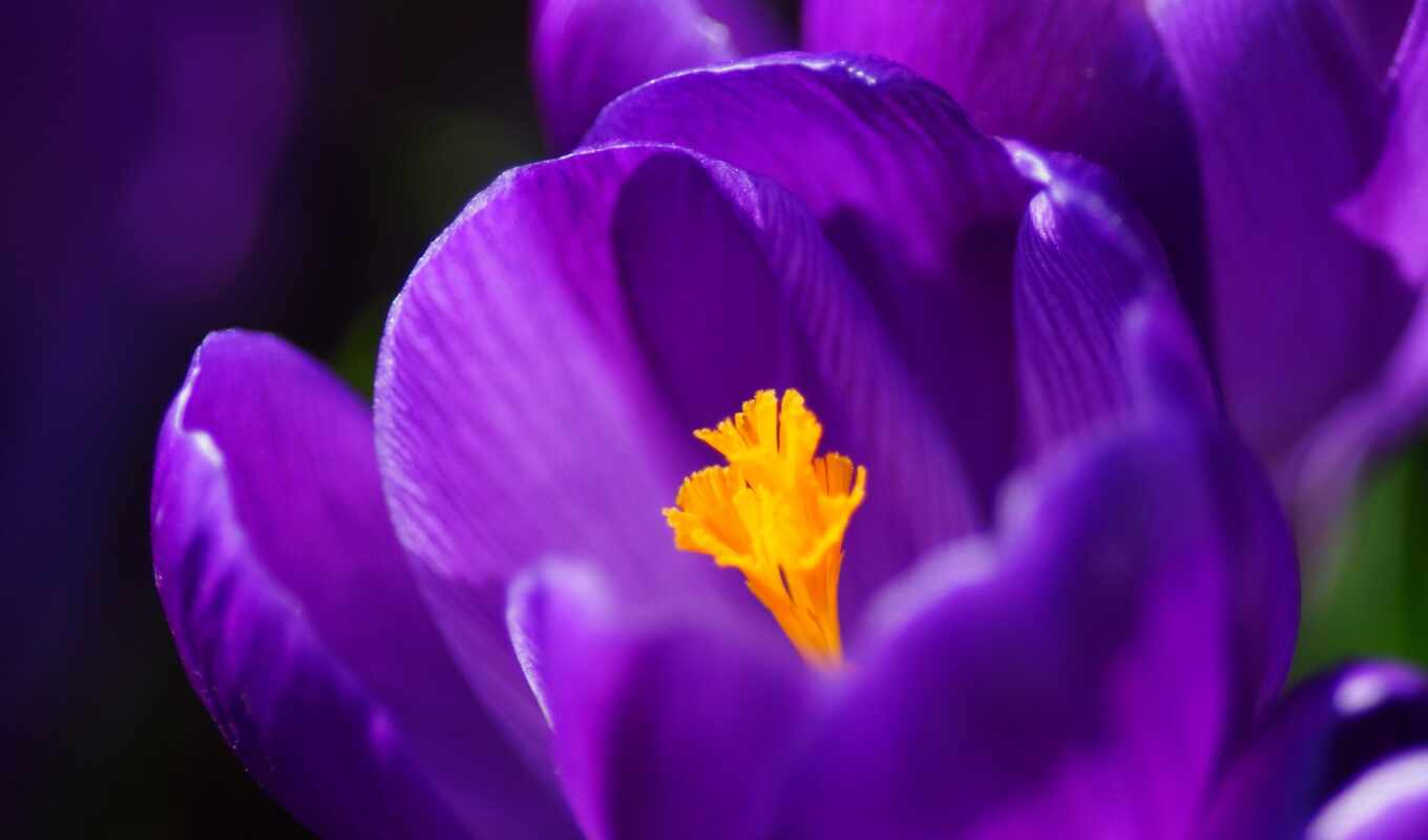 picture, macro, crocuses, purple, whether, petals, color therapy