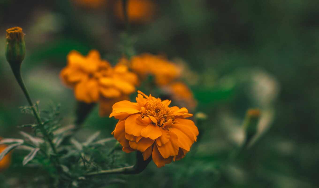 high, flowers, field, spring, plant, orange, yellow, note, permission, screensaver, flowerbed