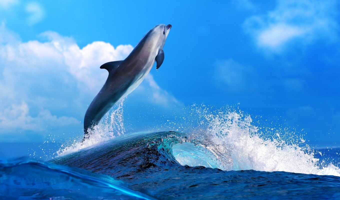 дельфина, море