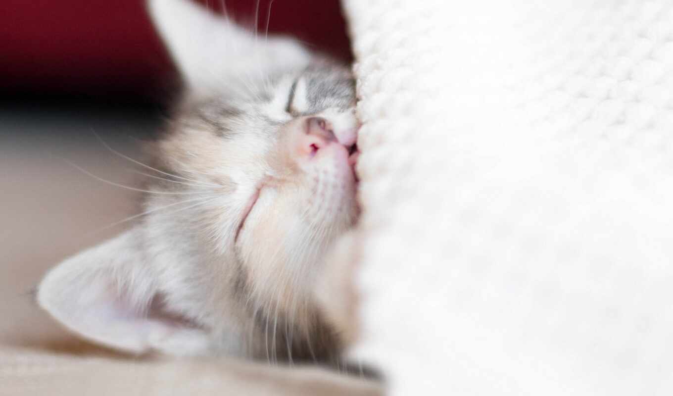 одеяло, котенок, малыш, уставший
