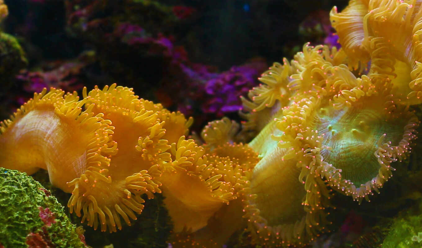 underwater, anemone