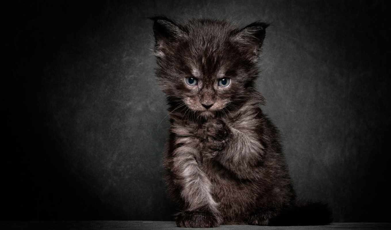 black, кот, cute, котенок, грустный, kitty, pet, angry