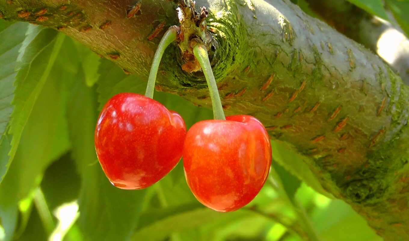 cherry, variety