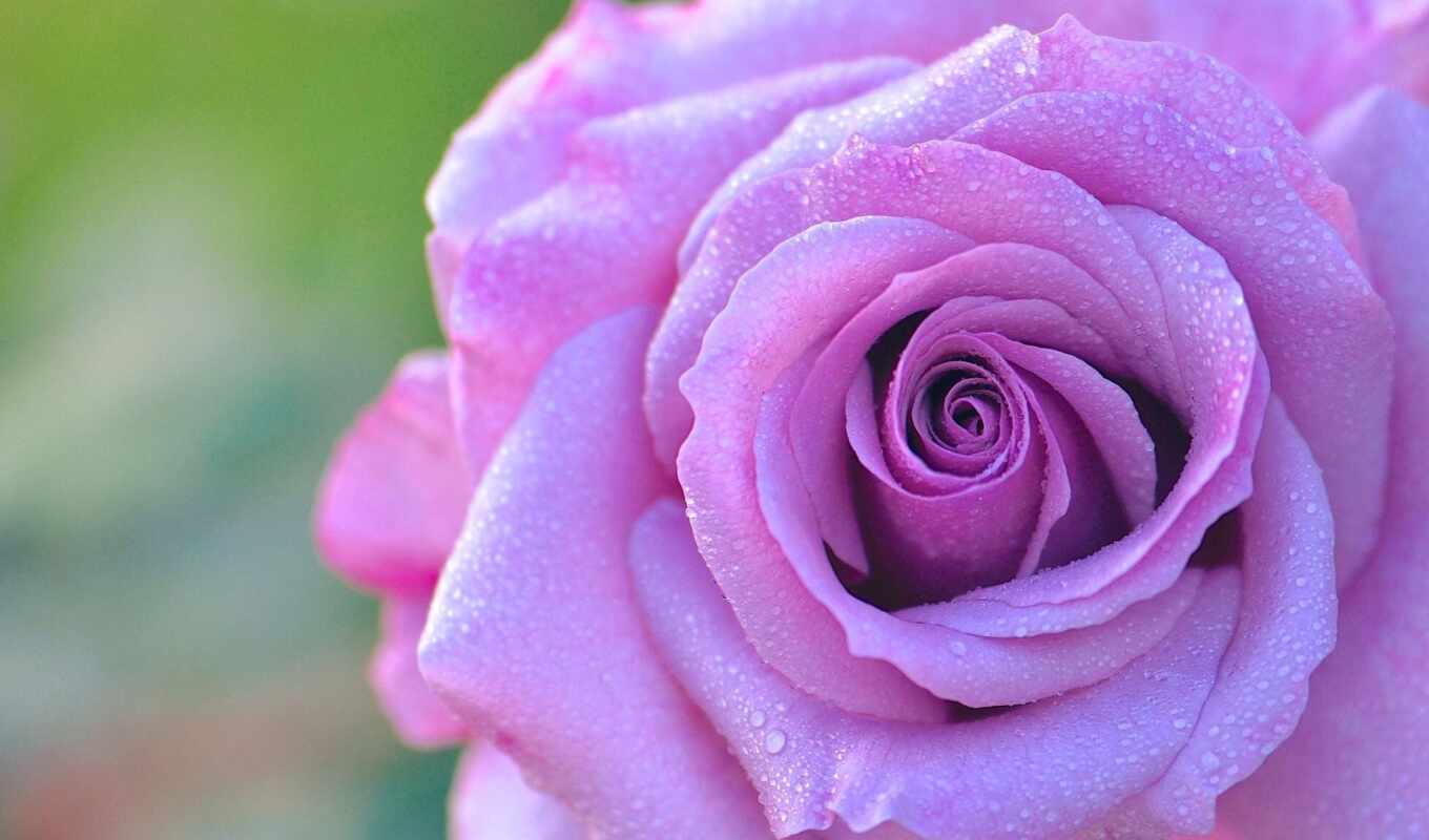flowers, rose, drop, when, lilac, beautiful, bud, narrow, control