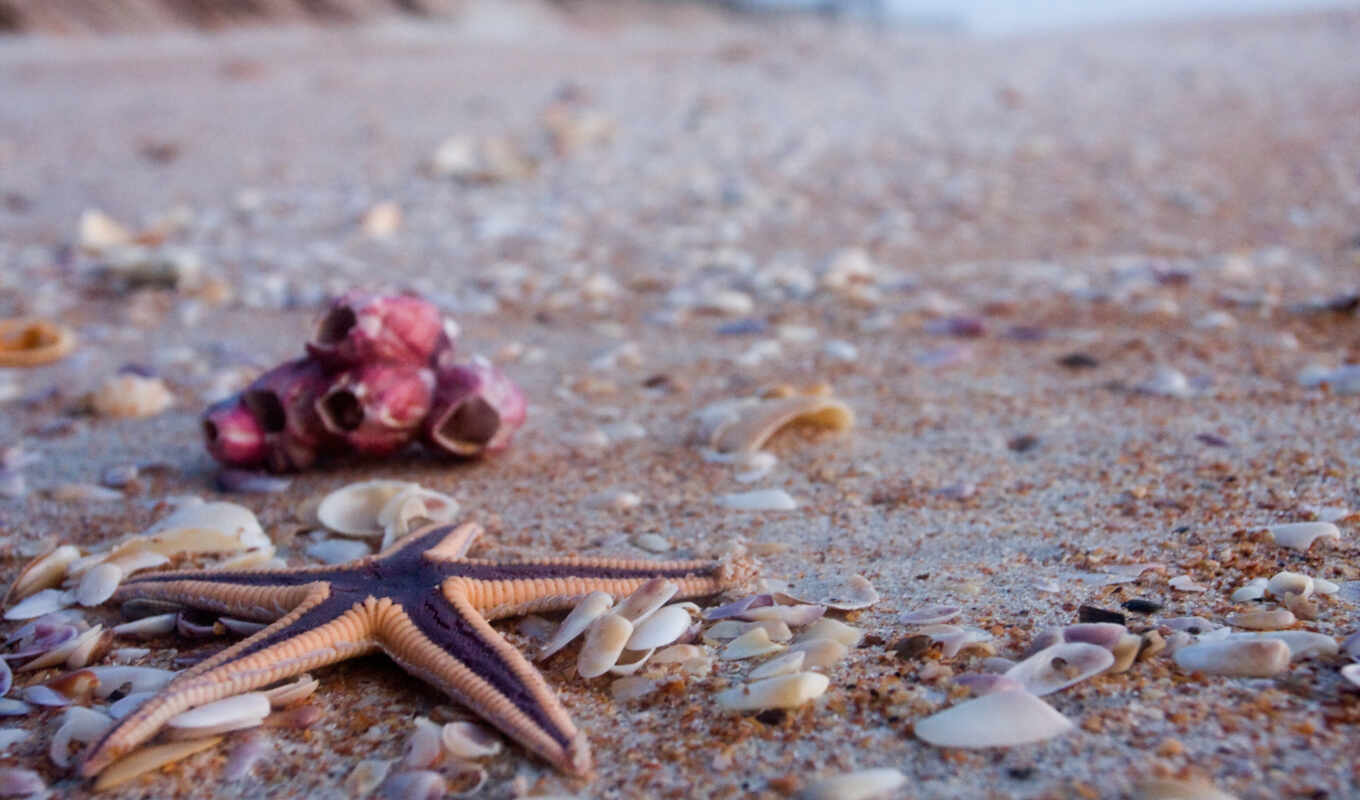 ди, песочница, пляж, песок, marine, star, spiaggia, seashell, conchiglie