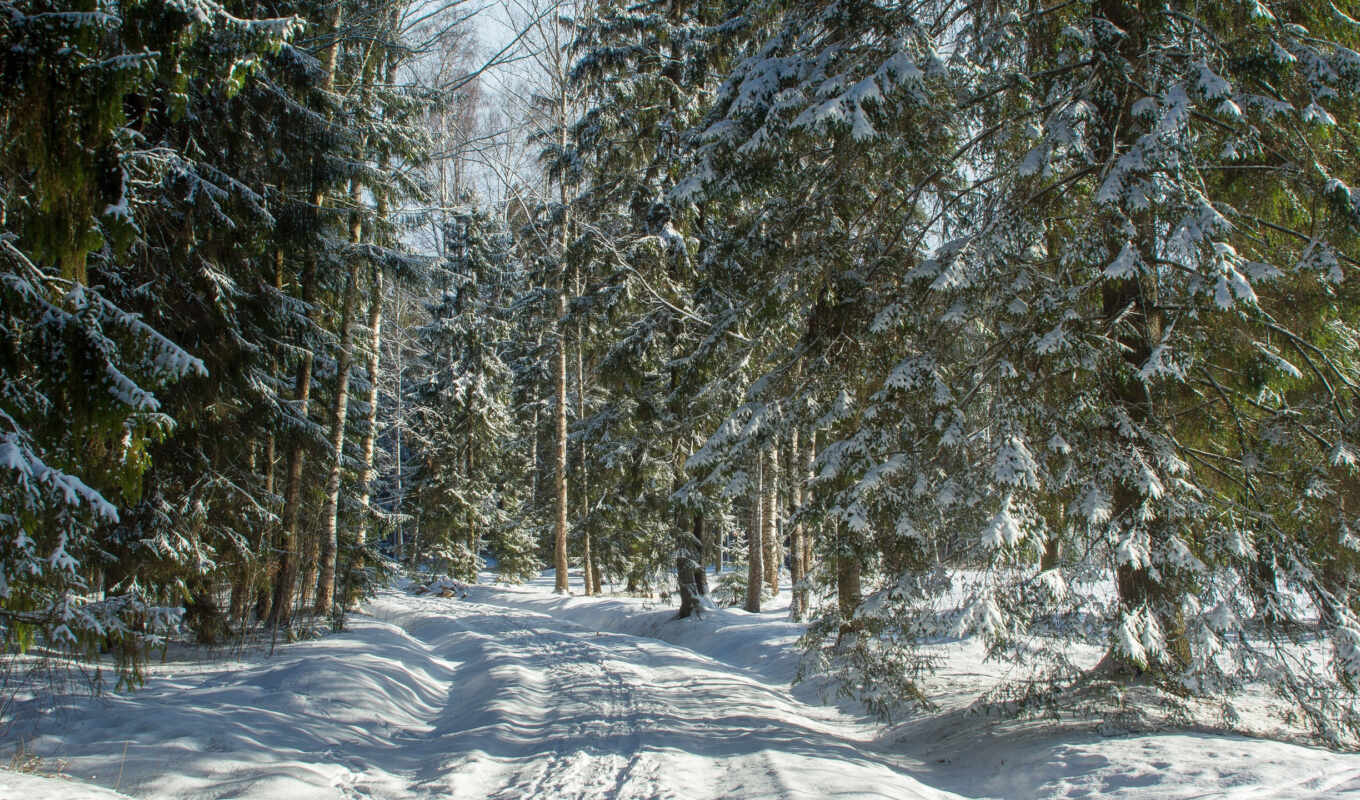 дерево, снег, cover